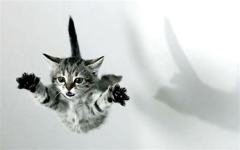 Hd Wallpaper Animals Cats Jumping Kittens Wallpaper Flare