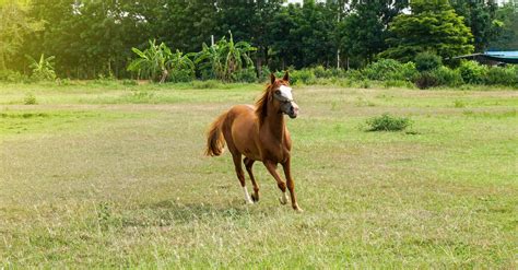 Brown Horse Running On Green Grass Field · Free Stock Photo