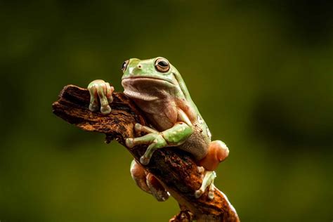 White's Tree Frog Habitat: Creating a Perfect Enclosure for Your Frogs