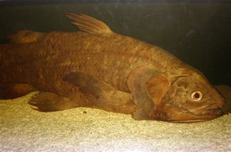 The Creature Feature 10 Fun Facts About The Coelacanth Wired