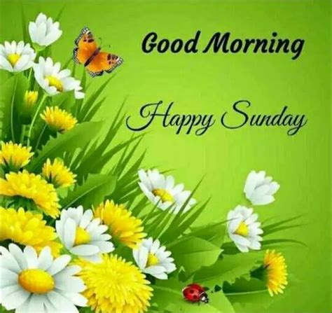 Good Morning Happy Sunday Images Hd Download One Of The Best Good