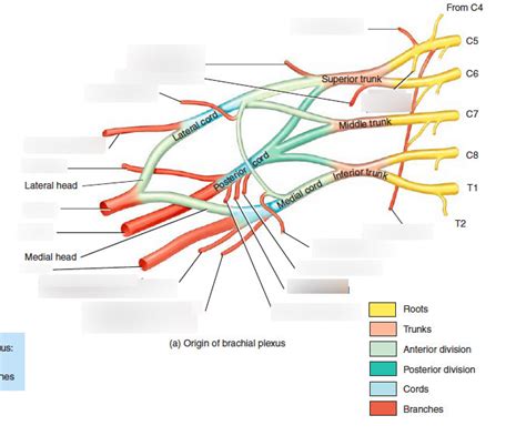 Brachial Plexus Diagram Diagram Quizlet