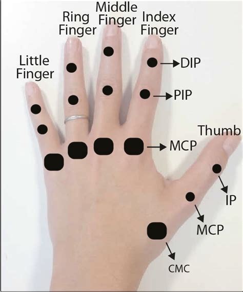Kinematic Model Of A Hand Each Finger Has Joints With Dof Index Download Scientific