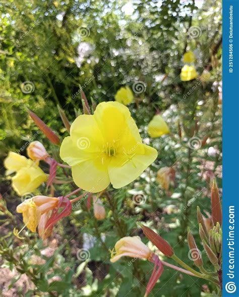 A Small Yellow Wildflower Stock Photo Image Of Plant 251284506