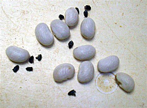 breeding beans that resist weevils