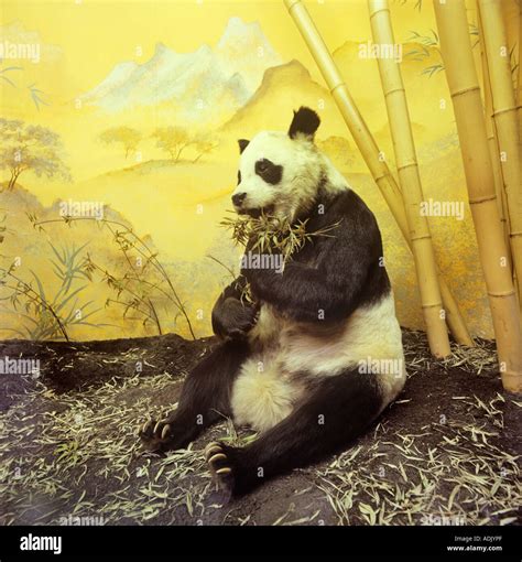 El Panda Gigante Ailuropoda Melanoleuca Fotografía De Stock Alamy