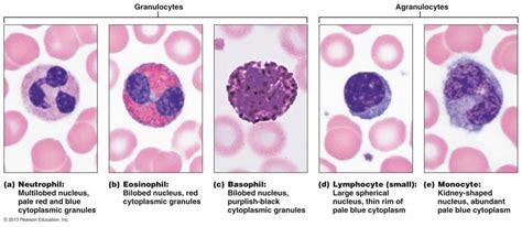 5 Types Of Leukocytes Spesial 5