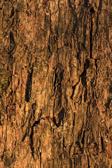 Tree Bark Texture In Forest Photo 2912 Motosha Free Stock Photos