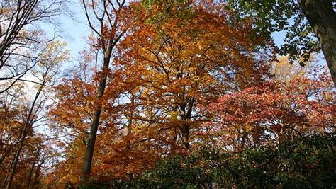 Beech Trees Booming As Climate Changes And Thats Bad For Forests