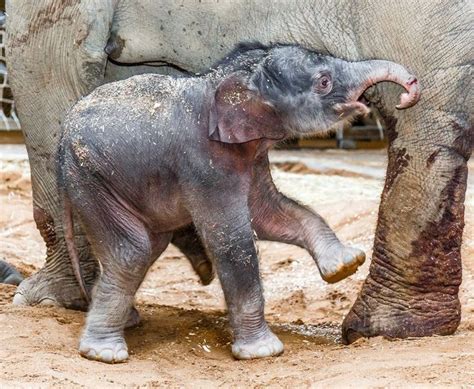How Much Does A Baby Elephant Weight Catherin Carney