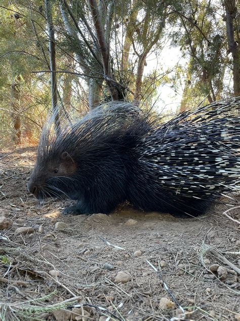Porcupine Succumbs To Snare Injury Cape Of Good Hope Spca