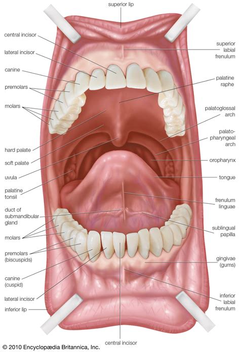 Soft Palate Description Anatomy And Function Dental Assistant Study
