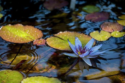 Blue Water Lily Pond Photograph By Brian Harig Pixels
