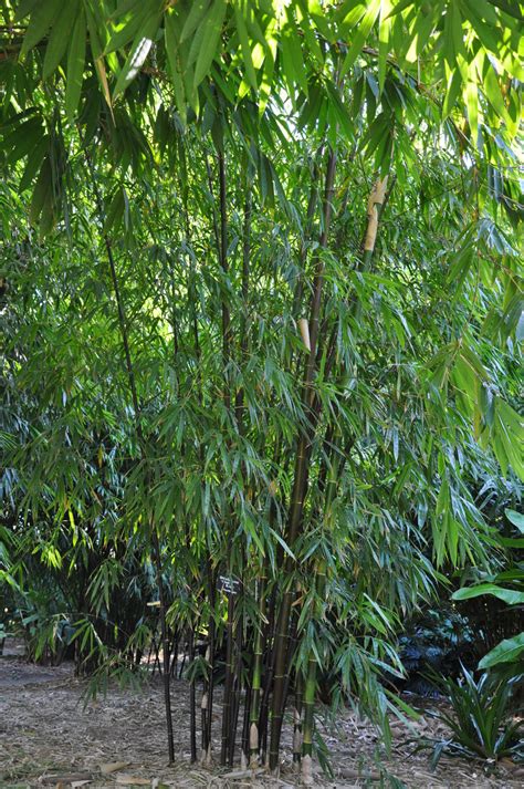 Bambusa Lako Timor Black Bamboo Land Nursery Qld Australia