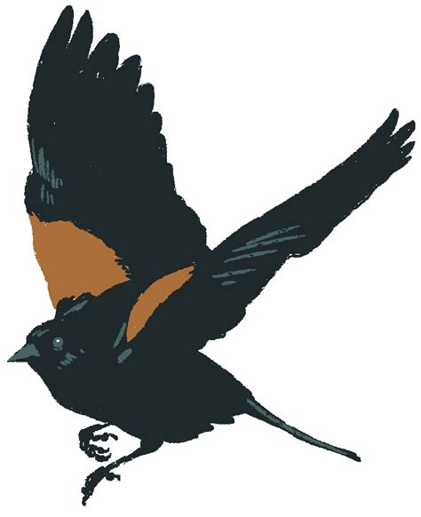 Red Winged Blackbird Png Images Transparent Free Download Pngmart