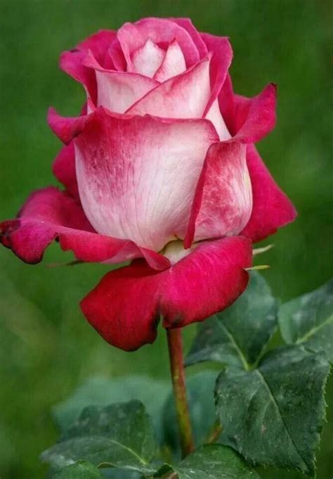 Pin By Socorro Allshouse On Rosas Beautiful Rose Flowers Hybrid Tea