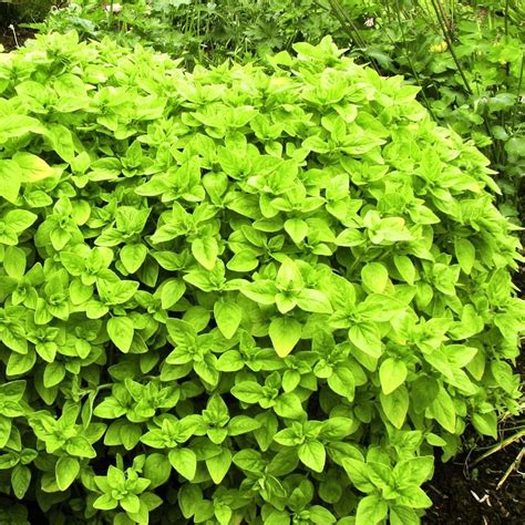 Origanum Vulgare Aureum Golden Marjoram Buy Herb Plants