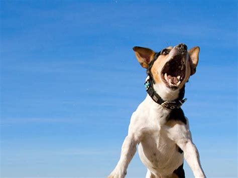 Click here to know more about the programs being offered. Fly Biting: Is it a Seizure or a Digestive Disorder? | Dog ...