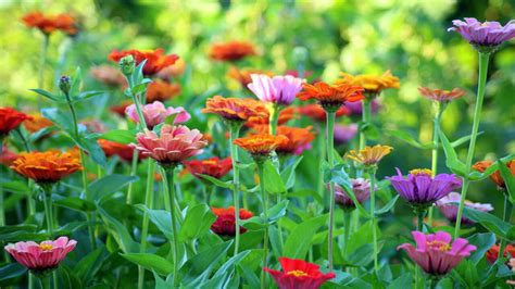 100 Gambar Bunga Cantik Lengkap Indah Terbaru