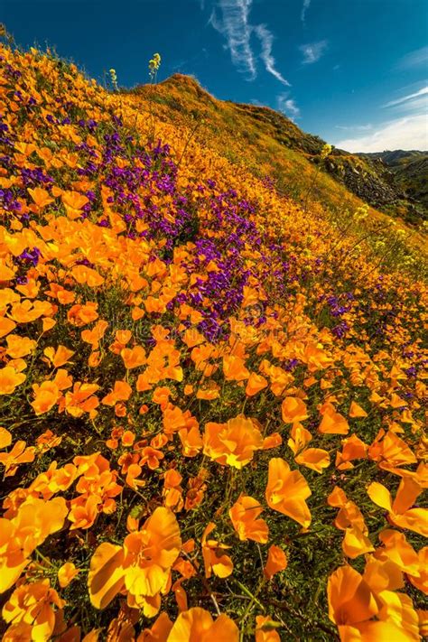 Aug 26, 2015 · congratulations to the authors of the top posts of 2019! MARCH 15, 2019 - LAKE ELSINORE, CA, USA - Super Bloom ...