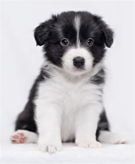 4 blue heeler x border collie puppies for sale: Border Collie Puppies - Animal Facts Encyclopedia