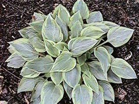 Buy Miniature Hosta Plants Buy Dwarf Hosta Plants Pine Forest Gardens