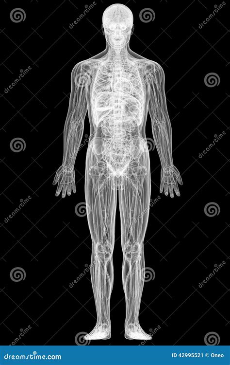 X Ray View Of Full Human Body Stock Illustration Image 42995521