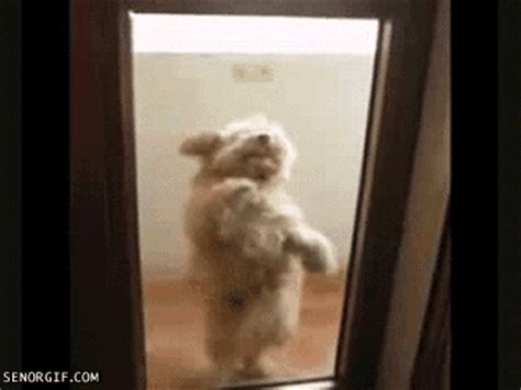 dancing dog gif pictures   images  facebook tumblr pinterest  twitter