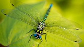 Wallpaper Dragonfly, leaves, wings, green, insect, macro, nature ...