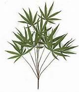 Fake Marijuana Leaves Pictures