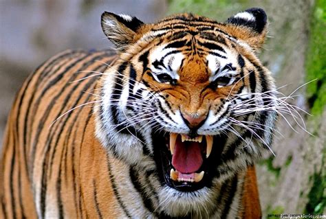 Angry Tigers Face Wallpaper Angry Tiger Face Images Hd 1440x970