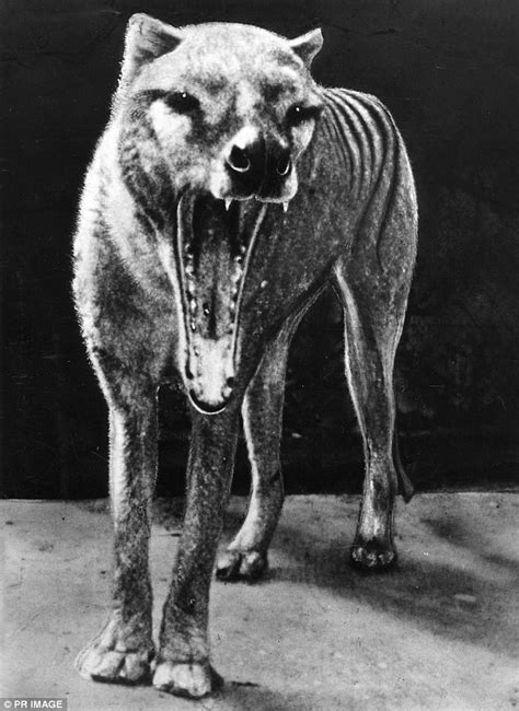 Unseen photo of Tasmanian tiger emerges on Facebook | Daily Mail Online