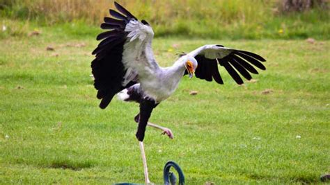 Birds from all over the world! Study: Secretary Birds Stamp on Their Prey with Force 5 ...