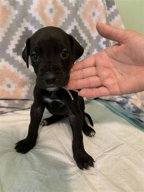 A great dane mix is a cross between a great dane and another dog breed. Great Dane Puppies For Sale | St. Cloud, MN #300746