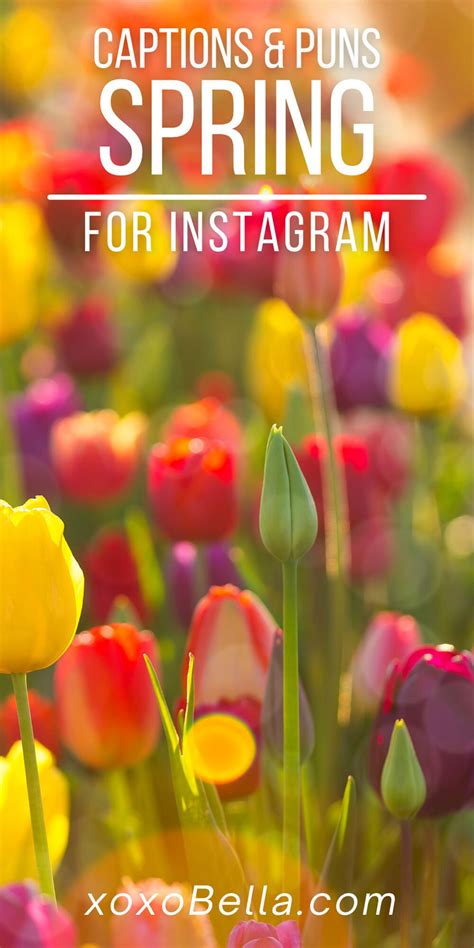 145 Fresh Picked Spring Instagram Caption Ideas Xoxobella