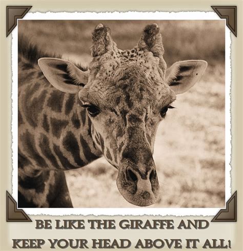 Giraffe Love Quotes Quotesgram