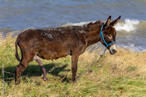 Donkey In An Stock Photo Adobe Stock