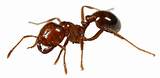 Fire Ants Oklahoma Photos