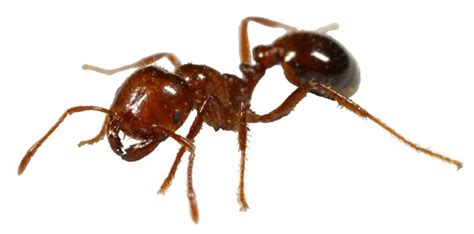 Paul Brown Pest Control Contact Altus Ok Ants