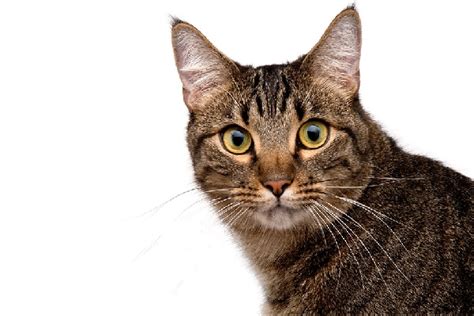 5 Fun Facts About The Brown Tabby Cat Catster