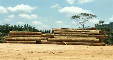 Kayu balak diangkut keluar keluar dari hutan menggunanakan jentera berat. Pekerja balak, kilang kayu merintih | Harian Metro