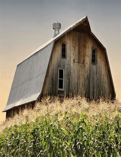 Corn Field Beautifully Shaped Barn