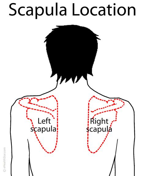 Scapula Shoulder Blade Anatomy Muscles Location Function Ehealthstar