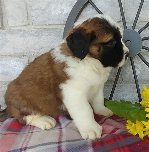 St Bernard Puppies For Sale Harlan In 271357