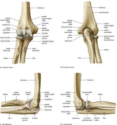 Elbow Forearm Atlas Of Anatomy