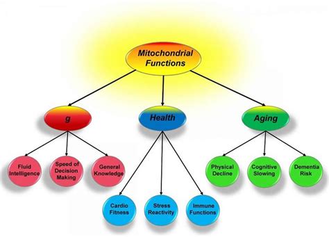 mitochondrial function may explain link between intelligence health and aging neuroscience news