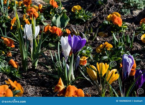 Flores Primaverales Con Flores De Colores En El Parque Foto De Archivo