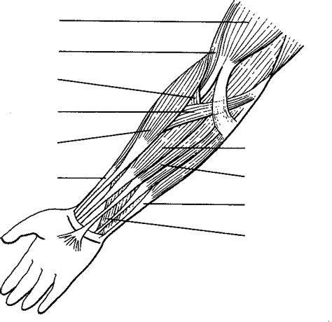 The tendons that control movement in your hands, wrists and fingers run through your forearm. Label the muscles of the arm. | Anatomy coloring book ...