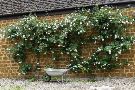(ausmobile) english rambling rose bred by david austin. Photo of Rose (Rosa 'The Albrighton Rambler') uploaded by ...