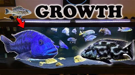 African Cichlids Growth Rate And Evolution Lake Malawi Haps Youtube